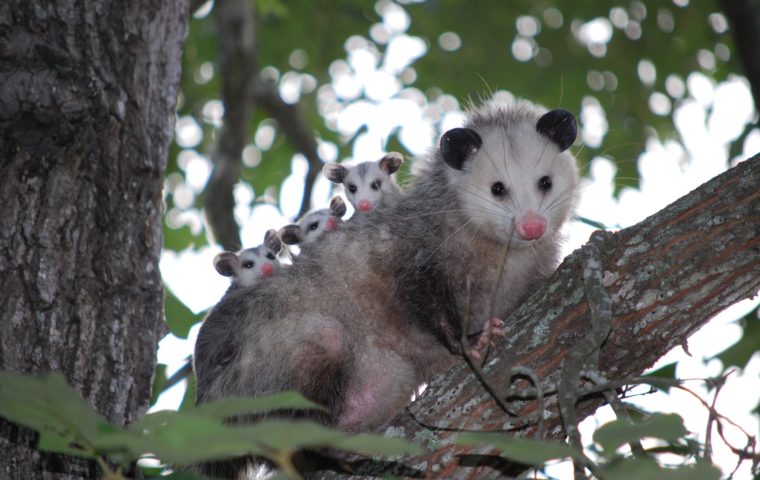 La madre zarigüeya se posa en un árbol con su cría en equilibrio sobre su espalda.