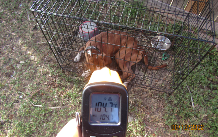 2 perros mueren por calor en el área de Houston